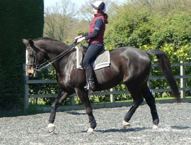 Dressage lesson.jpg